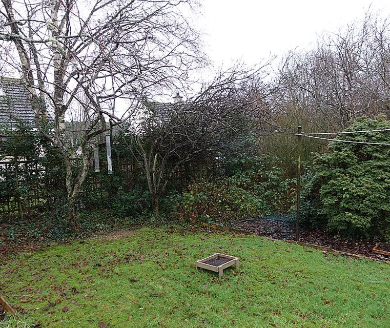 The garden as it stands: a tired lawn, bare shrubs, a fence and a washing line