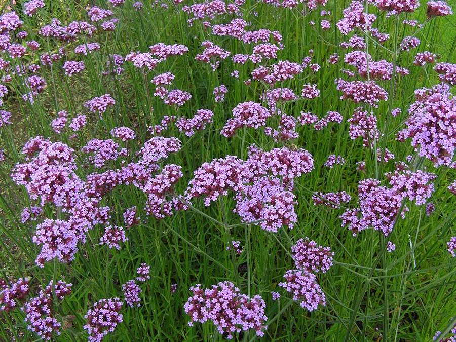 Verbena bonariensis, purple flower heads on tall wiry stems